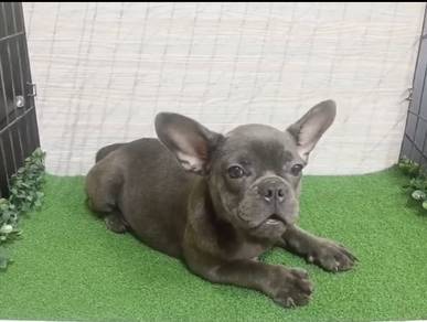 French bull puppies