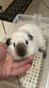California Guinea Pig