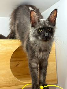 Mainecoon Smoke Grey