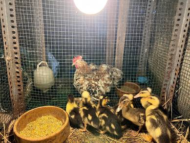 crested duck 🦆 itik jambul