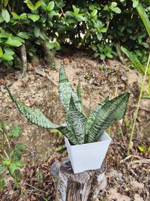 Indoor plant