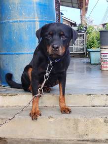 adult female rottweier 