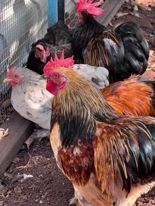 Ayam Pekin Bantam/ Cochin Bantam
