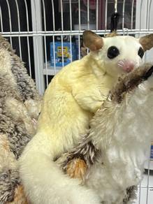 Sugar glider mosaic