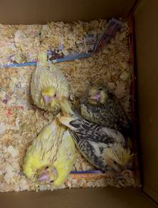 baby suap cockatiel