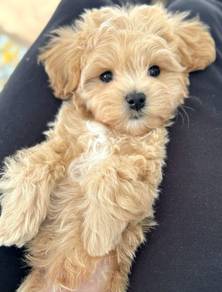 J8411 Loveable Maltipoo Maltise Poodle  Puppy Dog