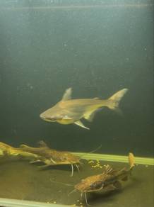 patin high fin chao phraya monster fish aquarium