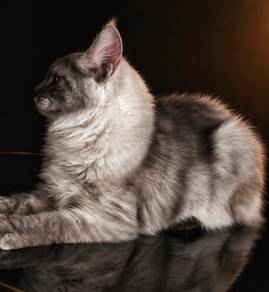 L1 Maine Coon