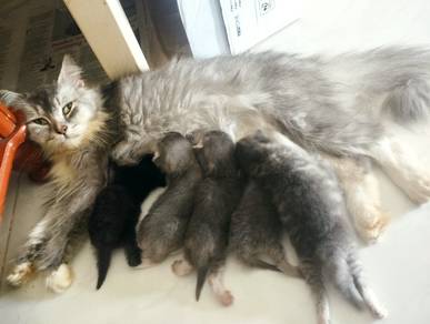 Ibu kucing dan anak²
