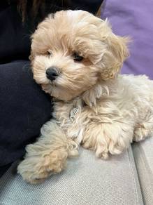 Darling Maltipoo Round Face Puppy Dog