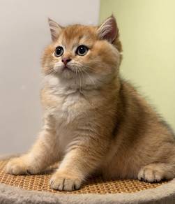 British shorthair