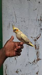 Birds cockateil