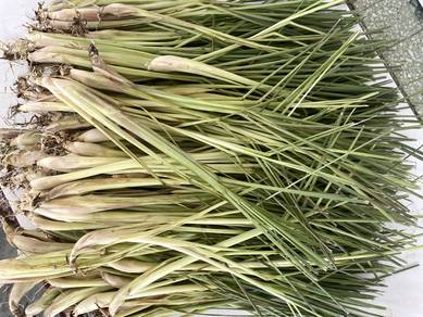 Fresh Lemongrass Stalks