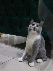 kucing british shorthair 