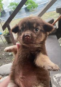Corgipoo mix Shihpoo