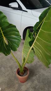 keladi 916