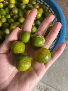 limau kasturi