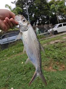 Ikan Bulan/Tarpon 10inch