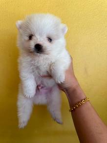Pomeranian Male
