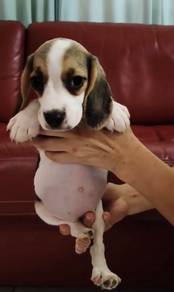 Beagle MKA Pup