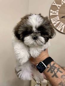 F8798 Charming ShihTzu Short Nose Round Face Less