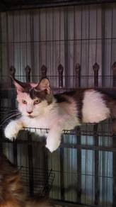 pure mainecoon 