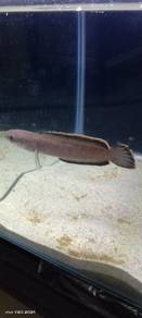 Channa limbata 