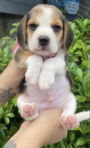 BEAGLE PUPPIES F102🌻 Rehome Male ~Female