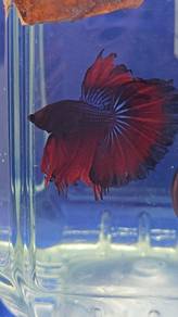 Vampire Betta Fish Ikan Laga Halfmoon 