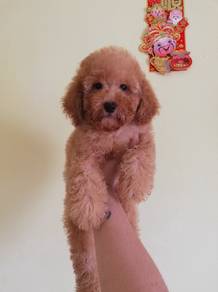Toy Poodle puppy offer price 