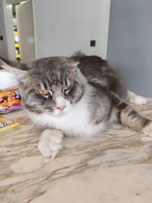 mainecoon call010-2660000