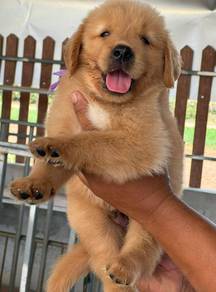 GOLDEN RETRIEVER PUPPIES M759 🌻 黃金獵犬 Cream / Gold