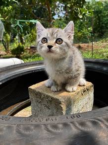 munchkin kitten super short legs male/female