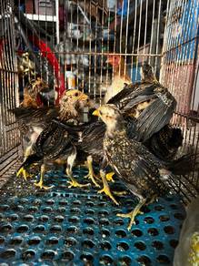 anak ayam hutan lapis