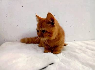 munchkin 