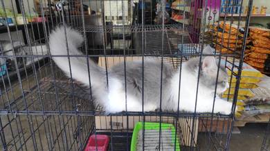 Munchkin,regdoll,bsh Tabby.