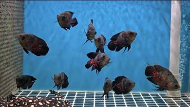 Shortbody Tiger Oscar Aquarium Fish 