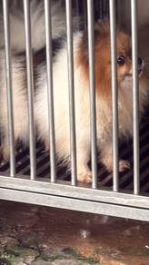 Pomeranian