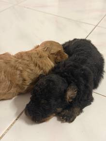 Poodle