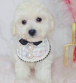 Poodle