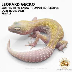 Leopard Gecko Malaysia Hypo Snow Tremper JB 新山豹纹守宫