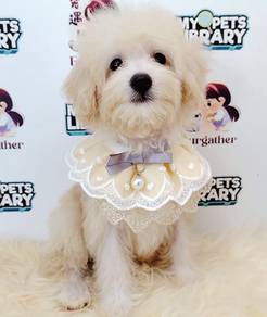 Maltipoo