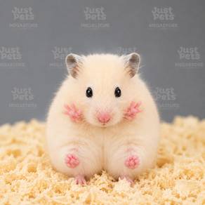 Hamster Syrian Big Bone