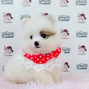 Pomeranian