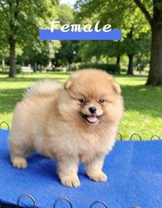 tiny Pomeranian puppy