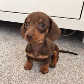 J4844 Charming Dachshund cuddles,playful puppy Dog