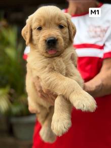 Golden puppies13