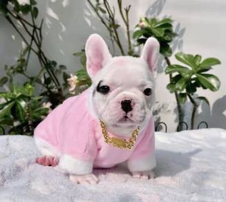 FRENCH BULLDOG PUPPIES 🌻S168 Charming Girl