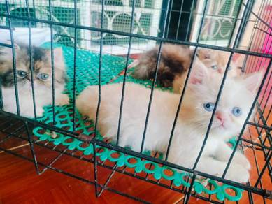 Himalayan Parsian Kitten