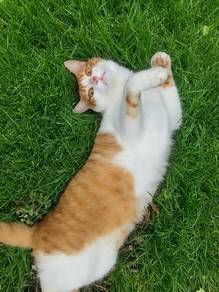 Cute cat for free adopted 